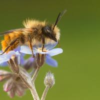 Red Mason Bee 4 